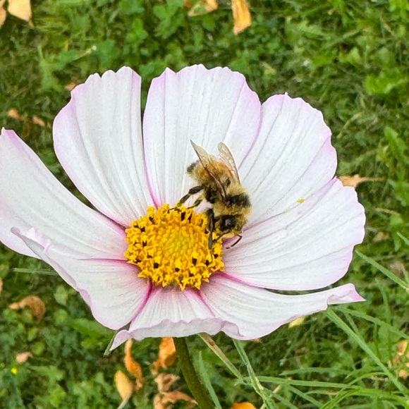 Meet your Posher, Kristen - Picture 1 of 1